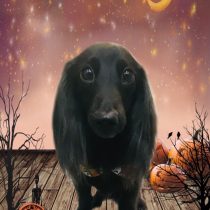 カニンヘンダックス