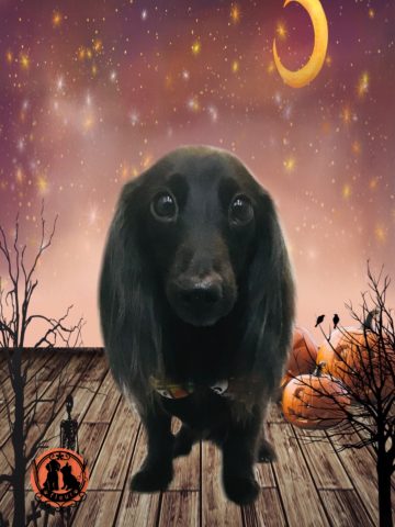 カニンヘンダックス