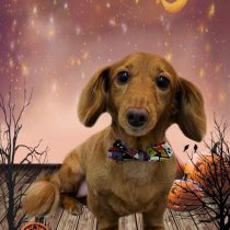 ミニチュアダックス