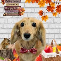 ミニチュアダックス