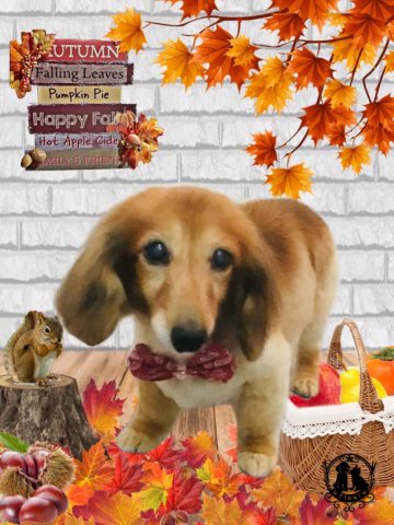 ミニチュアダックス