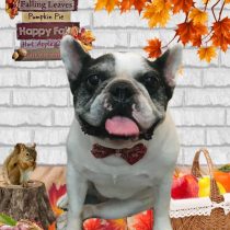 フレンチブルドッグ