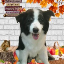 ボーダーコリー