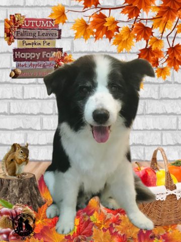 ボーダーコリー