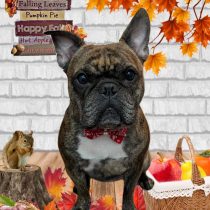 フレンチブルドッグ