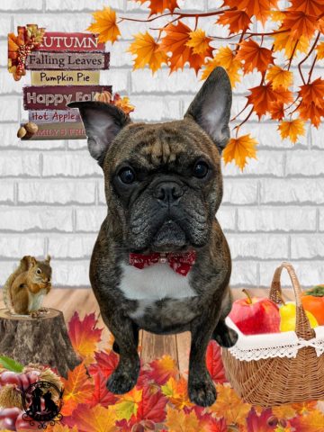 フレンチブルドッグ