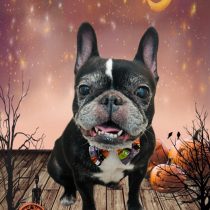 フレンチブルドッグ