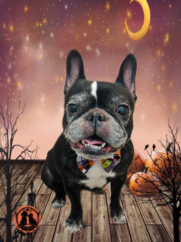 フレンチブルドッグ