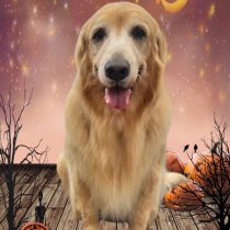 ゴールデンレトリバー