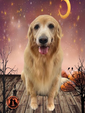 ゴールデンレトリバー