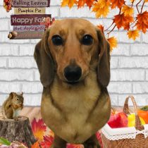 ミニチュアダックス