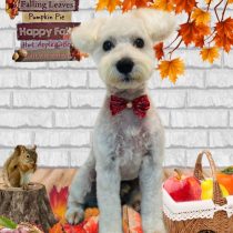 ミニチュアシュナウザー