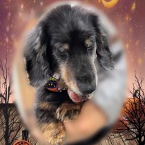 ミニチュアダックス