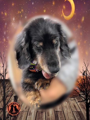 ミニチュアダックス