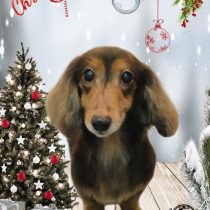 ミニチュアダックス