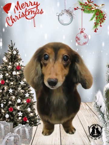 ミニチュアダックス