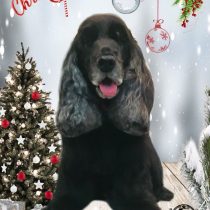 イングリッシュコッカースパニエル