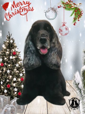 イングリッシュコッカースパニエル