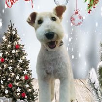 ワイヤーフォックステリア