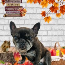 フレンチブルドッグ