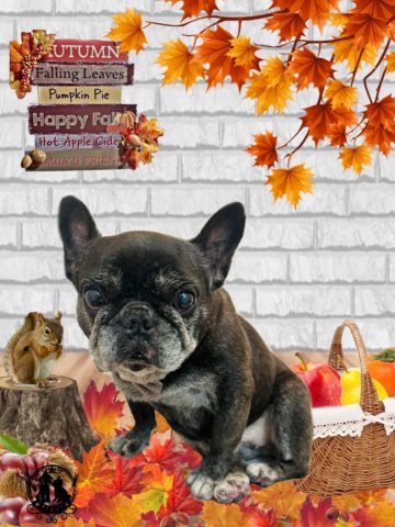 フレンチブルドッグ