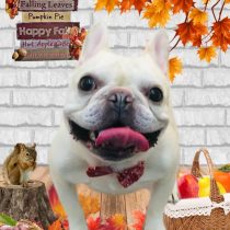 フレンチブルドッグ