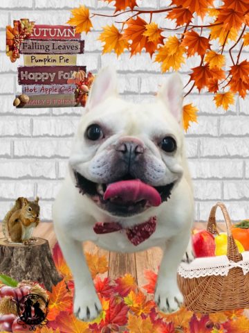 フレンチブルドッグ