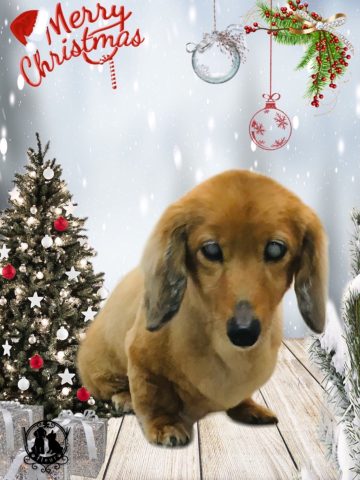 ミニチュアダックス