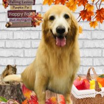 ゴールデンレトリバー