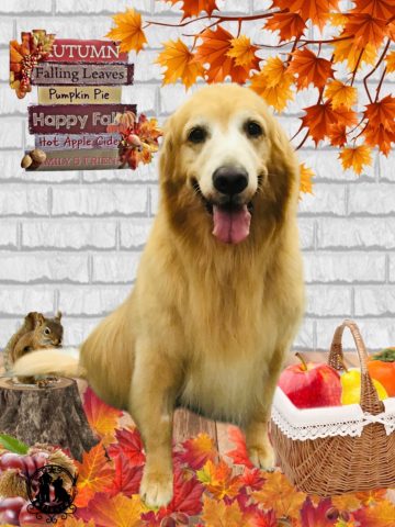 ゴールデンレトリバー