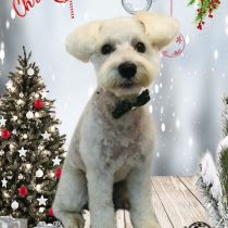 ミニチュアシュナウザー