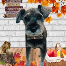 ミニチュアシュナウザー