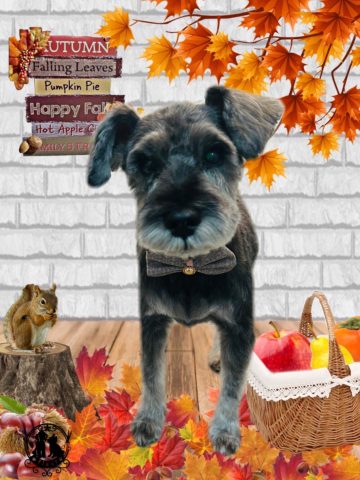 ミニチュアシュナウザー