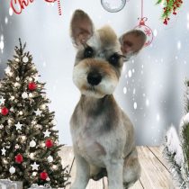 ミニチュアシュナウザー