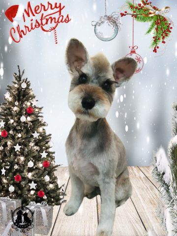 ミニチュアシュナウザー