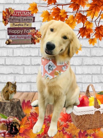 ゴールデンレトリバー