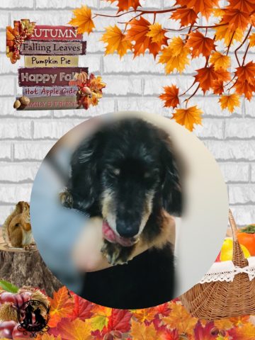 ミニチュアダックス