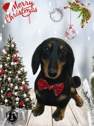 ミニチュアダックス