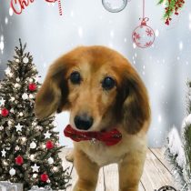 ミニチュアダックス