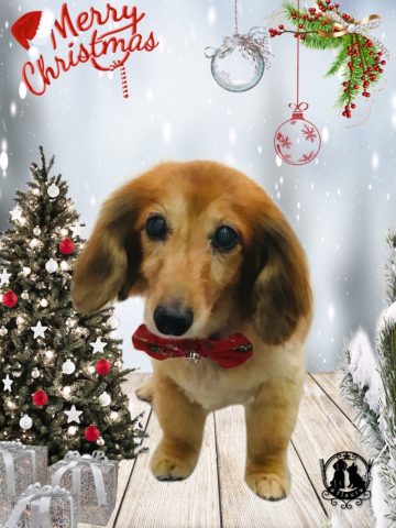 ミニチュアダックス