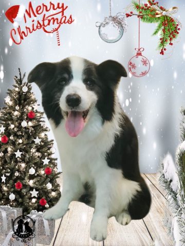 ボーダーコリー