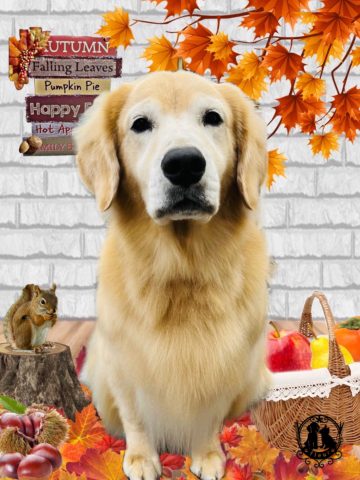 ゴールデンレトリバー