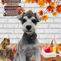 ミニチュアシュナウザー