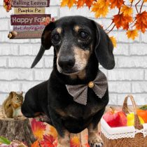 ミニチュアダックス