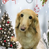 ミニチュアダックス