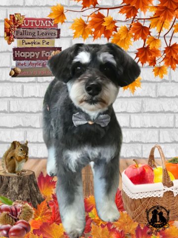 ミニチュアシュナウザー