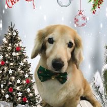 ミニチュアダックス