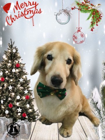 ミニチュアダックス