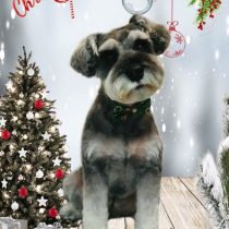 ミニチュアシュナウザー