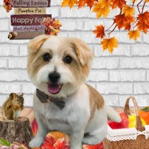 ジャックラッセルテリア